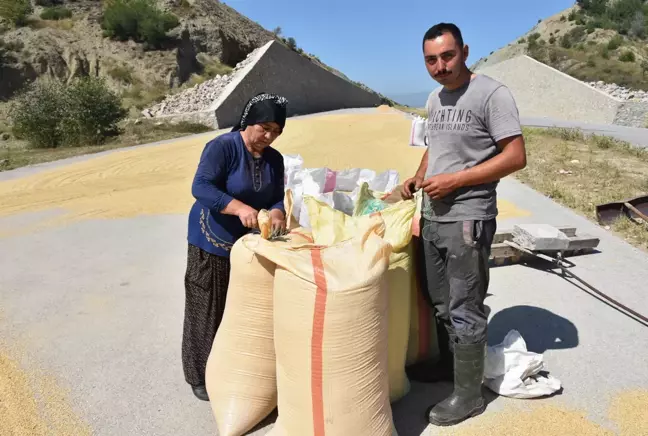 Konya haberi... Çeltik hasadına başlandı