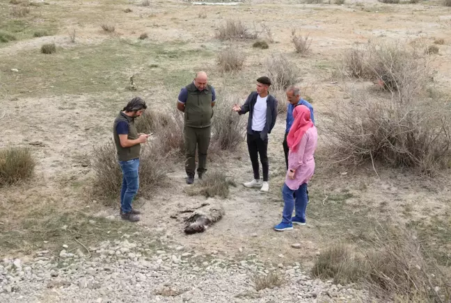 Nesli tükenme tehlikesi altındaki çizgili sırtlan vurulmuş olarak bulundu