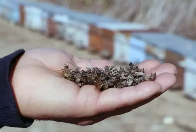 Kimyasal atıklar nehir suyunu zehre çevirdi! Binlerce balık ve arı öldü, bölgede kötü kokudan nefes alınmıyor