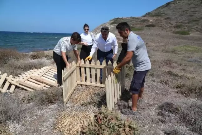 Bodrum'da kum zambakları koruma altında zarar verenlere rekor ceza geliyor