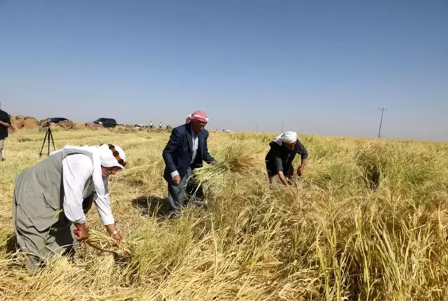 Diyarbakır'da Karacadağ pirinci hasadı başladı