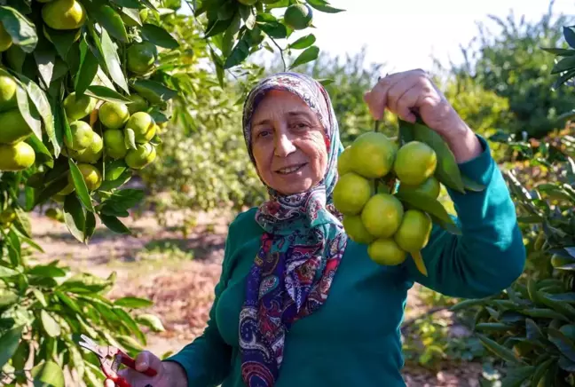 Seferihisar ve Gümüldür'de Satsuma Mandalinası Hasat Sezonu Başladı