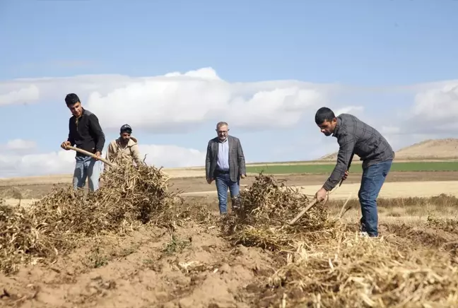 Bitlis Ahlat'ta Şiddetli Yağmur Kuru Fasulye Hasadını Olumsuz Etkiledi