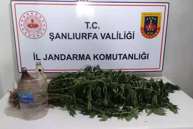 Şanlıurfa'da Kenevir Operasyonu: 3 Zanlı Gözaltına Alındı