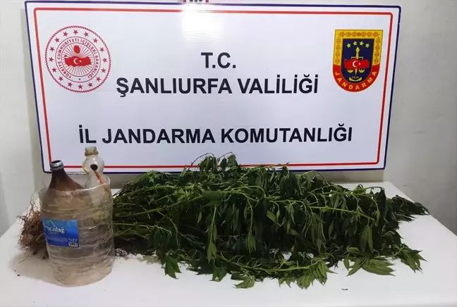 Şanlıurfa'da Uyuşturucu Operasyonu: 1 Şüpheli Gözaltına Alındı