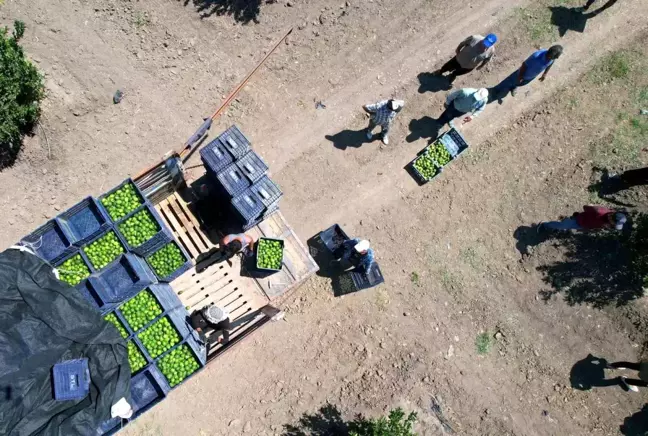 Adana'da Mayer Cinsi Limon Hasadı Başladı