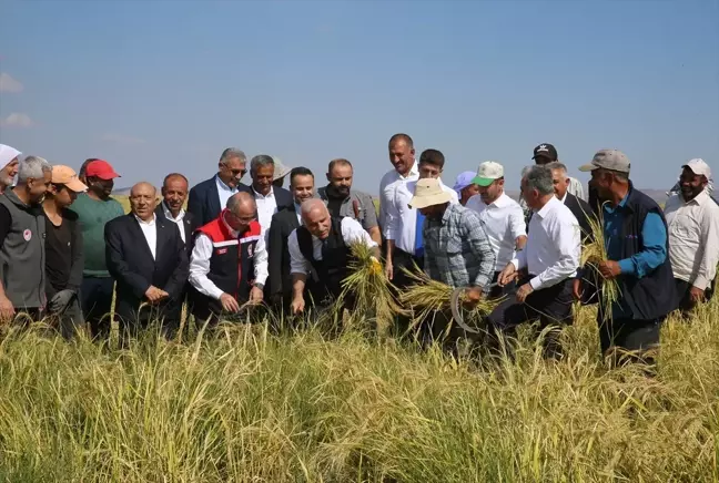 Diyarbakır'da Tescilli Karacadağ Pirinci Hasadı Başladı