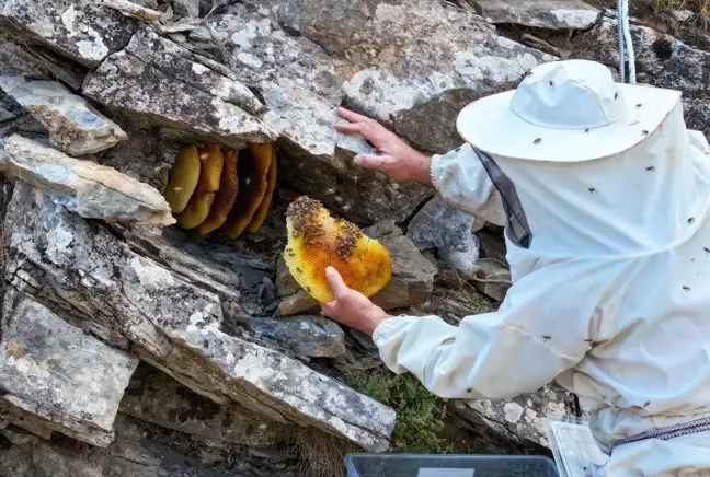 Van'ın Dağlarında Eşsiz Kaya ve Ağaç Balı Avı