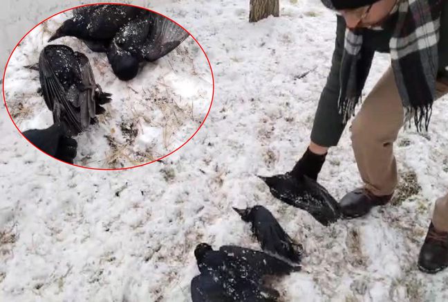 Görüntü Türkiye'den! Aşırı soğuk nedeniyle ağaçtaki kargalar dondu