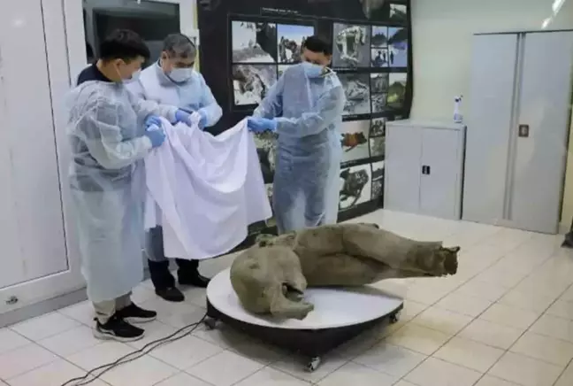 Sibirya'da 50 bin yıllık bebek mamut bulundu