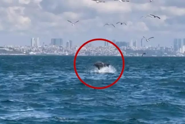 Marmara Denizi'nde ender rastlanan olay! Bilim insanları inceliyor