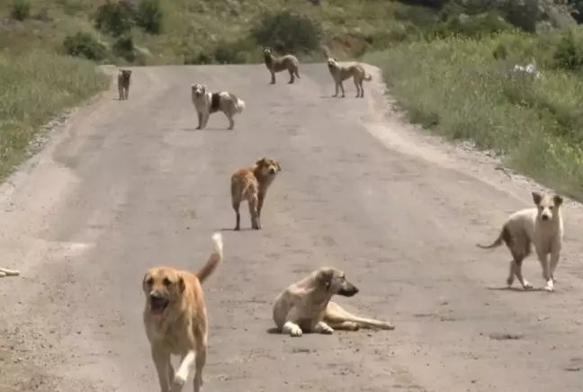 Ankara'da okuldan dönerken başıboş köpeklerin saldırısına uğrayan çocuk yoğun bakımda