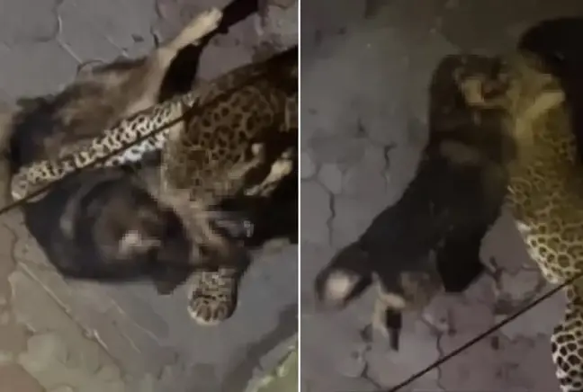 Sokağa salınan leopar, köpeği parçaladı