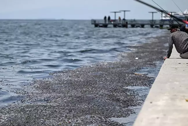 Savcılık İzmir Körfezi'ndeki kirliliğin sorumluları hakkında harekete geçti