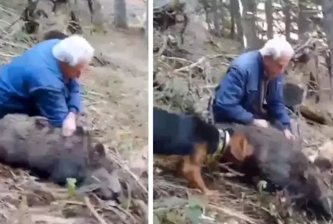 Görenleri şaşkına çevirdi! Çıplak elleriyle yaban domuzu yakaladı