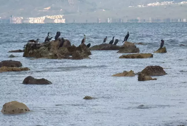 Balıkesir'de deniz çekildi, 2 bin 500 yıllık antik liman ortaya çıktı