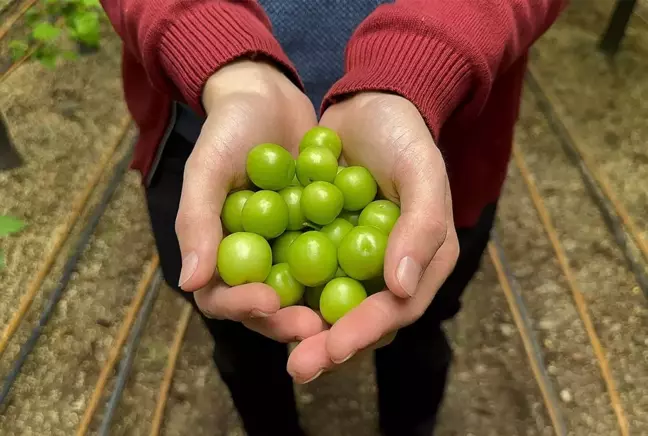 Bursa'da ilk erik hasadı yapıldı, kilosu 7 bin lira