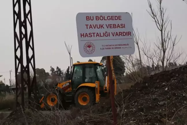 Hatay'da kuş gribi paniği! Apar topar karantinaya alındı