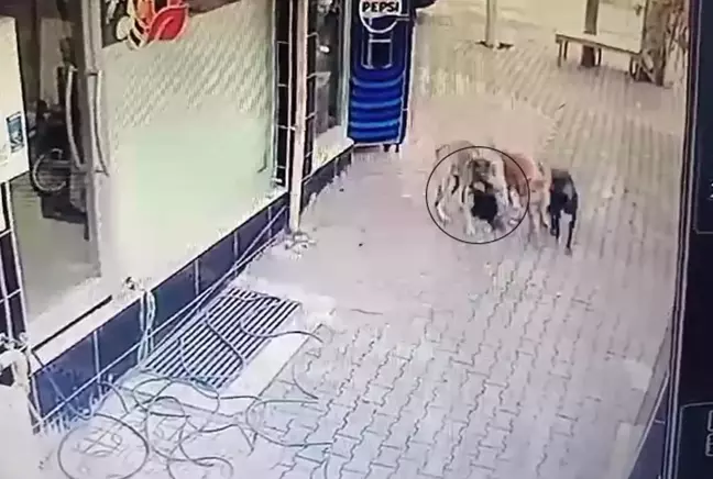 Ölü taklidi yaptı ama yine de sokak köpeklerinden kurtulamadı