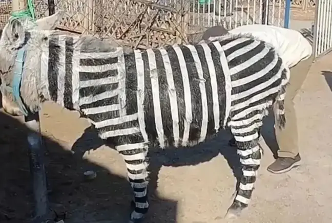 Zebra modifiyeli eşek! Nedeni en az olay kadar rezalet