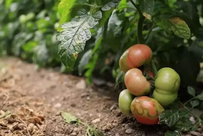 Virüslü domates alarmı! Tarımı bitiriyor ve insan sağlığına da zararlı