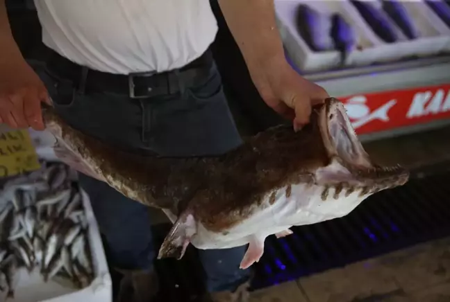 Karadeniz'de ağlara fener balığı takıldı, gören şaştı kaldı