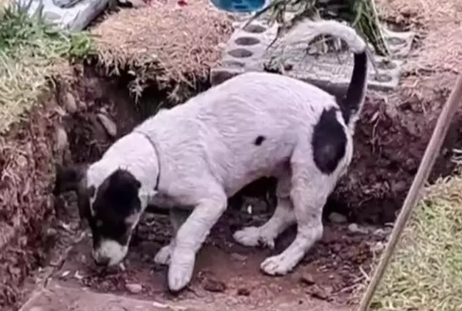 Sahibinin mezarını kazmaya çalışan sadık köpek, izleyenleri göz yaşlarına boğdu