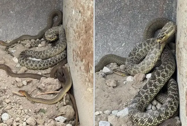 Kepçe operatörü hayatının şokunu yaşadı! İş makinesine yılanlar takıldı