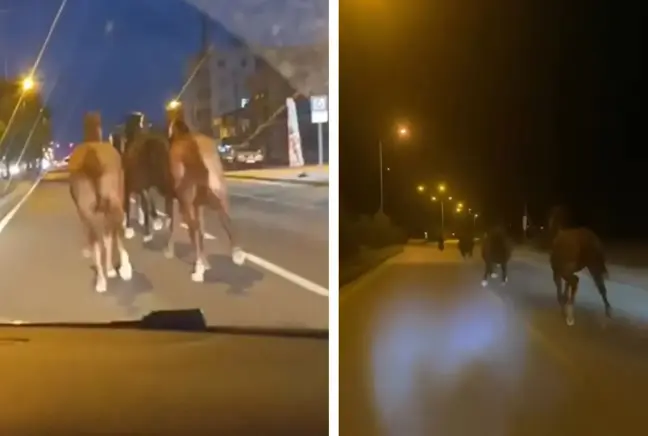 Bir dönem Türkiye'nin en zengin iş insanıydı! Çiftliğindeki yarış atları kaçtı