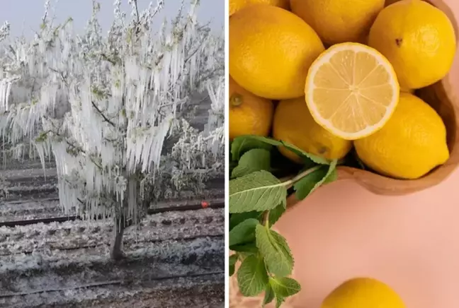 Zira don felaketi sonrası limon fiyatları uçuşa geçti