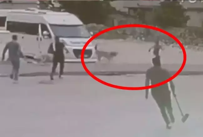 Sokak köpeklerinin saldırdığı çocuğu esnaf son anda kurtardı