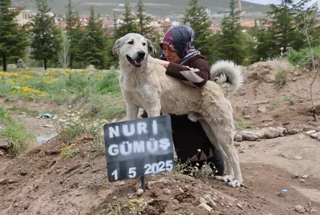 Garip, sahibinin mezarının başından ayrılmıyor