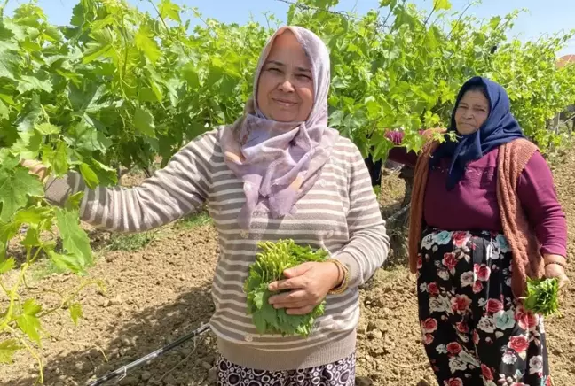 Kilosunu 70 TL'ye satıyorlar hiç masrafı yok