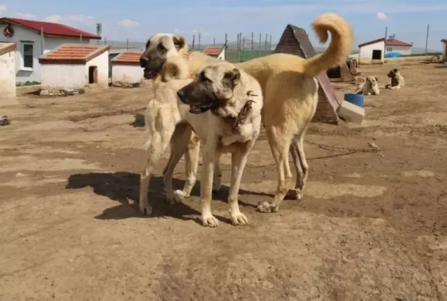 Dünyada eşi benzeri bulunmayan Kangallara 3 ülke talip oldu