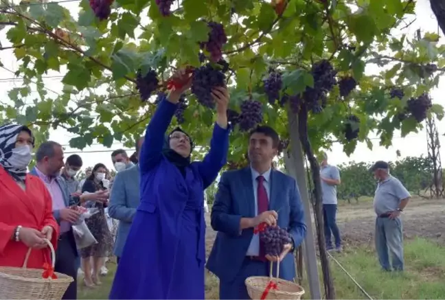 TEKİRDAĞ'DA BAĞ BOZUMU HEYECANI