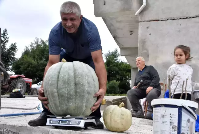 Görenler şaşırıp kalıyor! Bahçesinde 50 kiloluk bal kabağı yetiştirdi