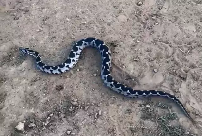 Çankırı'da Osmanlı engereği görüntülendi