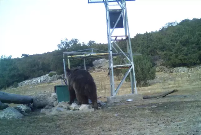 Manisa'da Fotokapan ile Ayı Görüntülendi