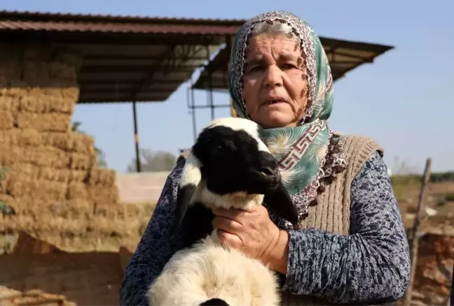 Koyunları çalınan Ayşe teyze, 'Koyunlarımı geri getirsinler