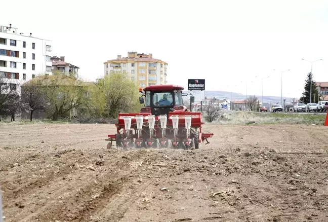 Kayseri Şeker'e bağlı çiftçiler bu yıl 500 bin dekar alana şeker pancarı ekecek