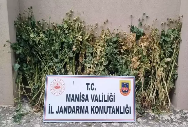 Manisa'da Jandarma Operasyonunda 222 Kök Haşhaş Bitkisi Ele Geçirildi