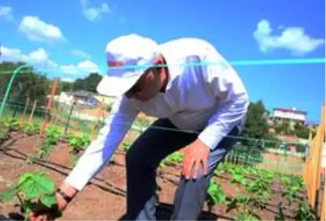Keçiören Belediyesi kış bostanından ilk hasadı bekliyor