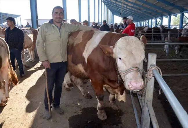 Kars'ta Kurbanlık Satışları Hız Kesmeden Devam Ediyor