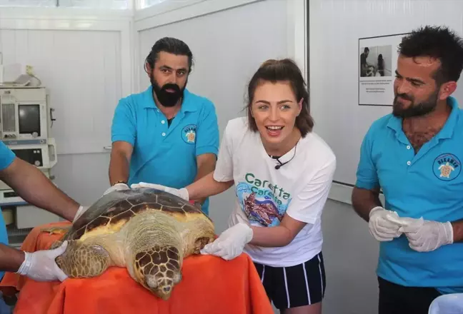 İngiltere Güzeli, Tedavisi Tamamlanan Kaplumbağayı Denize Bıraktı