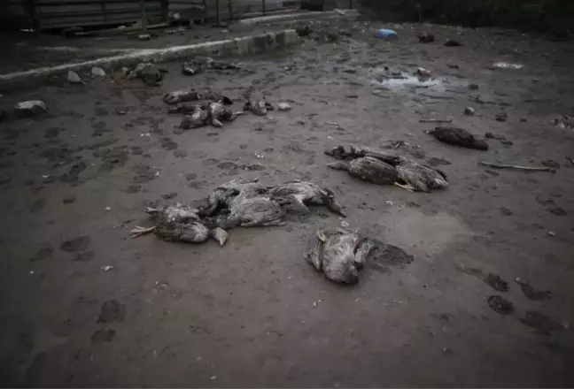 Aç kalan sokak köpekleri 280 damızlık kazı telef etti