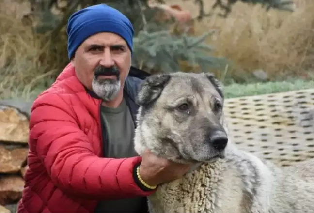 KANGAL KÖPEKLERİ, 'KIŞLIK ZIRHLARINI' GİYİYOR