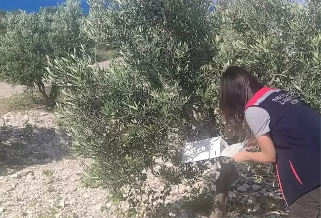 Didim'de Zeytin Bahçelerinde Hastalık ve Zararlı Kontrolleri Gerçekleştirildi