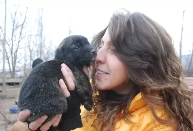 Bahçesinde 100'e Yakın Köpeğe Bakan Hayvansevere Destek