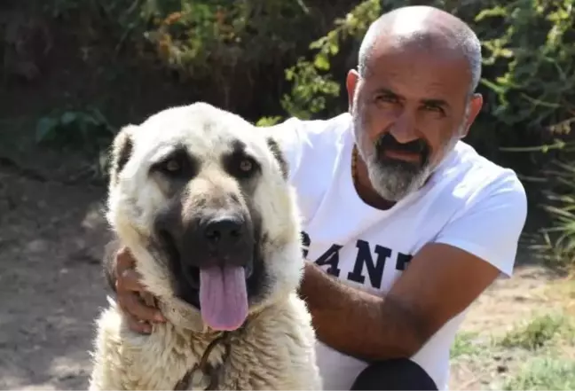 KANGAL KÖPEKLERİ 'İÇGÜDÜSEL' KORUMA ÖZELLİĞİNE SAHİP