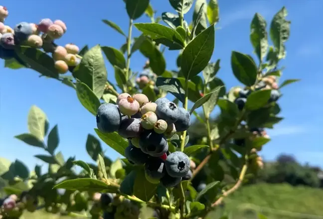 İstanbul Tarım ve Orman Müdürü: Tıbbi aromatik bitkilerin Şile'ye geri dönüşü sağlanacak